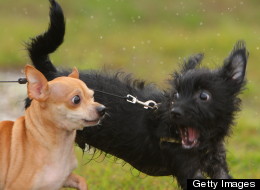 You Need To See These Chihuahuas
