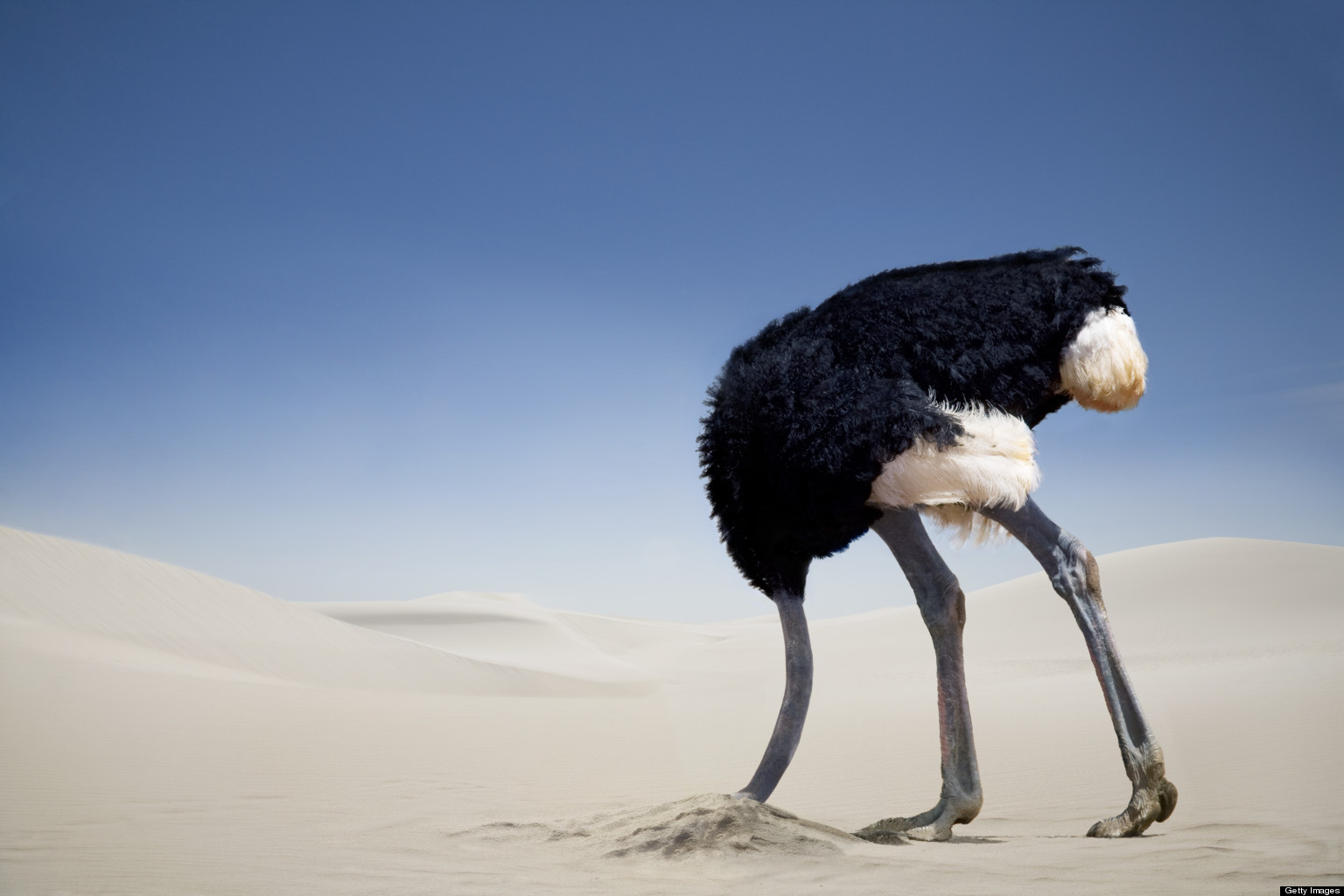 [Image: o-OSTRICH-IN-THE-SAND-facebook.jpg]