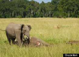 Baby Elephant Mourns Loss Of Mother In Kenya's Masai Mara (PICTURES)