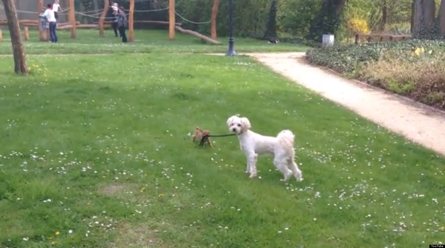 Little Dog Takes Big Dog For A Walk (VIDEO) HuffPost UK