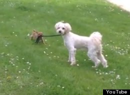 WATCH: Walkies!