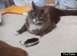 WATCH: Cat Ringtone Fools Real Cat