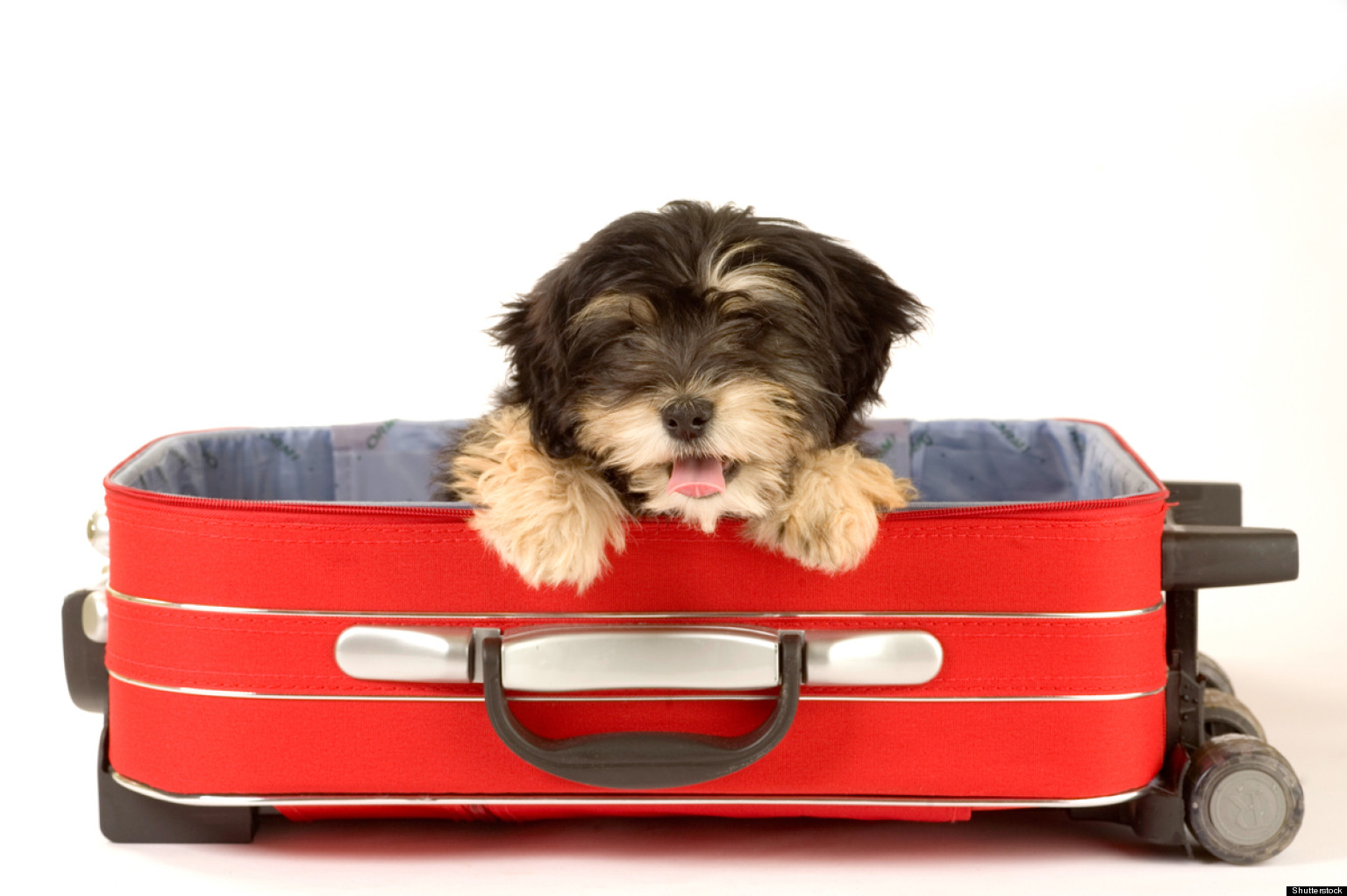 Adorable Dogs Hanging Out In Suitcases (PHOTOS) HuffPost