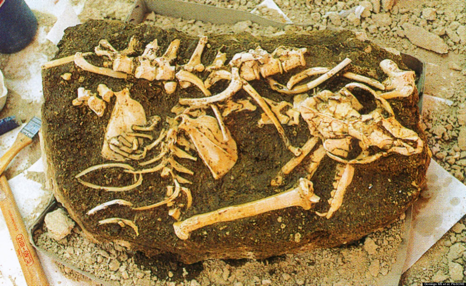 Cave Fossils In Spain Suggest Ancient Carnivores Were