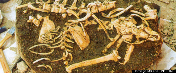 Cave Fossils