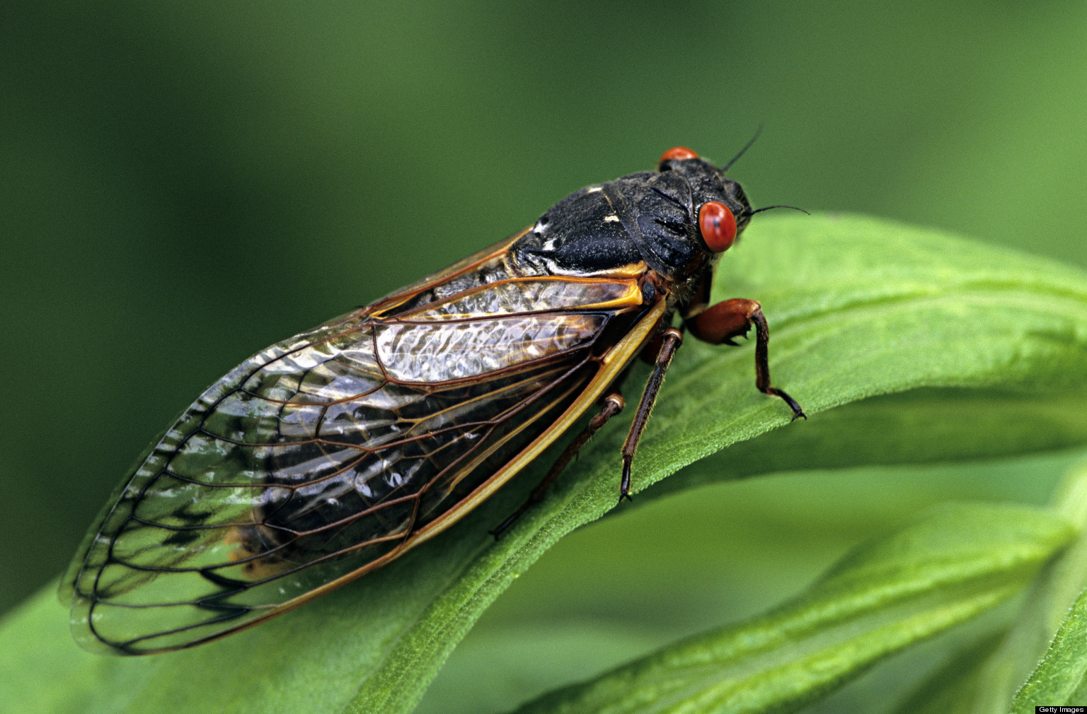 Cicada apocalypse of 2021