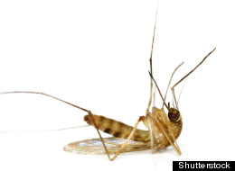 Don't Tell Winter To 'Bug Off'.. It Might Just Keep The Bugs Off