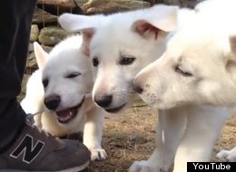 WATCH: The Best 10 Seconds Of Your Day