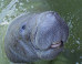manatees