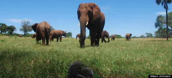 7 Destinations To Get Terrifyingly Close To Wildlife