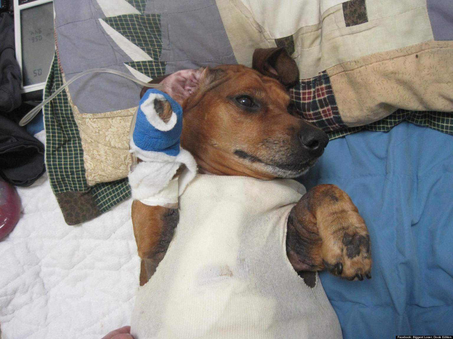 Obie The Obese Dachshund Sausage Dog's Surgery To Remove Excess Skin