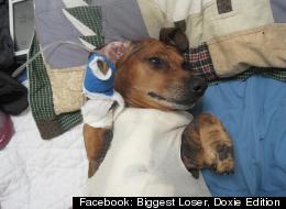 Obie Is Obese No More: Sausage Dog Has Surgery To Remove Excess Skin After Losing 40lbs (PICTURES, VIDEO)