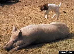 WATCH: Baby Goat Plays On Pig's Back