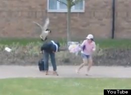 WATCH: Goose Attack!