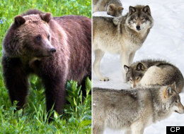 LOOK: Grizzly Bear Vs. Wolf Pack