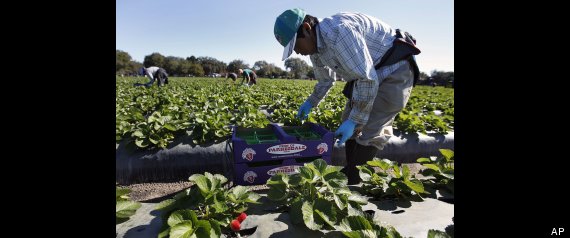 how-long-can-temporary-foreign-workers-stay-in-canada