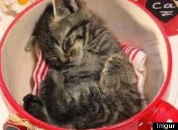 Prendriez-vous une tasse d'un de ces 25 adorables animaux?