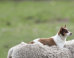 LOOK: A Majestic, Sheep-Riding Dog