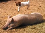Goat Plays On Pig