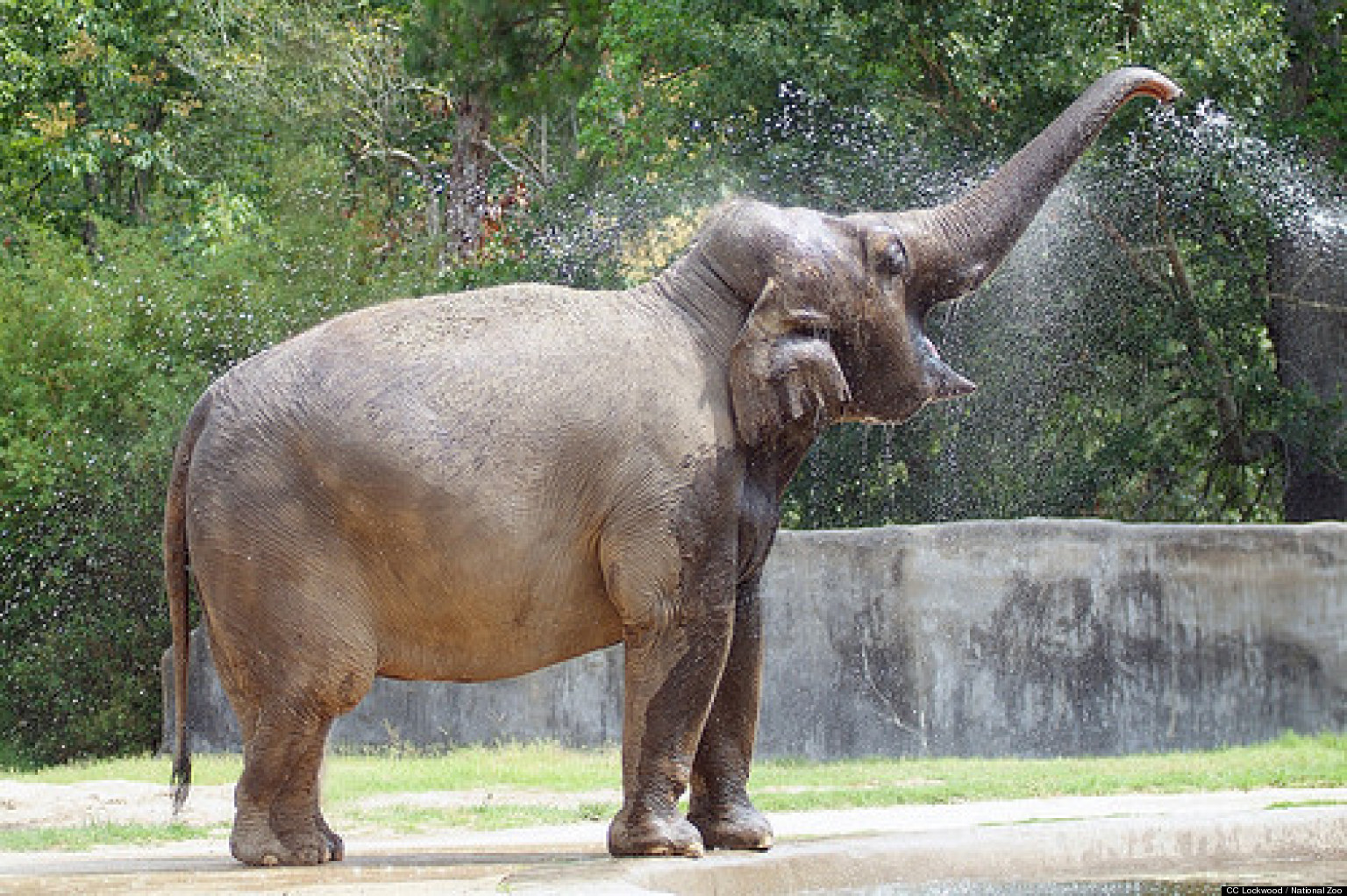 Bozie, Painting Elephant at Smithsonian National Zoo, Arrives In D.C