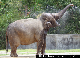 New National Zoo Elephant's Hidden Talent