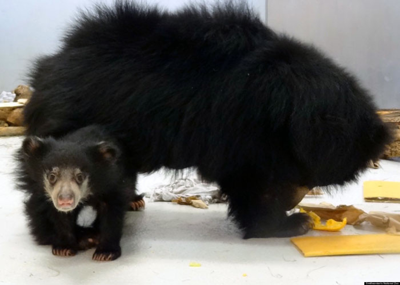 Meet The National Zoo's Sloth Bear Cub. His Name Is Hank (PHOTOS
