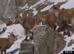 WATCH: PETA Asks You To Go Vegan ... With NSFW Animal Sex