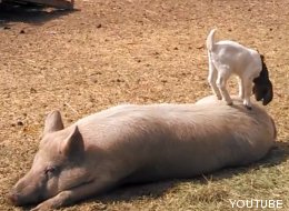 Probablemente, el cerdo con más paciencia del mundo (VÍDEO)