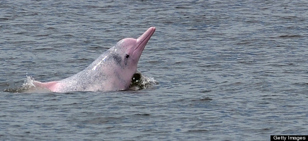 Rare 'Pink Dolphins' Are In Danger, Conservationists Warn