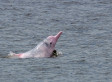 Rare 'Pink Dolphins' Are In Danger, Conservationists Warn