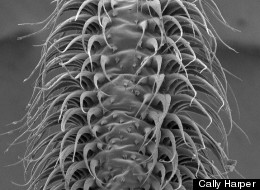 WATCH: Body Part Becomes 'Erect' When Bats Feed