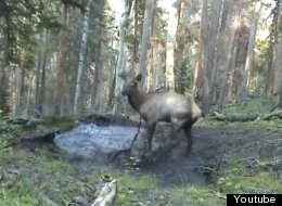 WATCH: Baby Elk Jumping In Puddles Is Pure Happiness