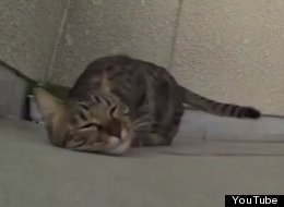WATCH: Cat Loves Concrete