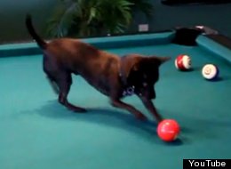 WATCH: Chihuahua Plays Pool