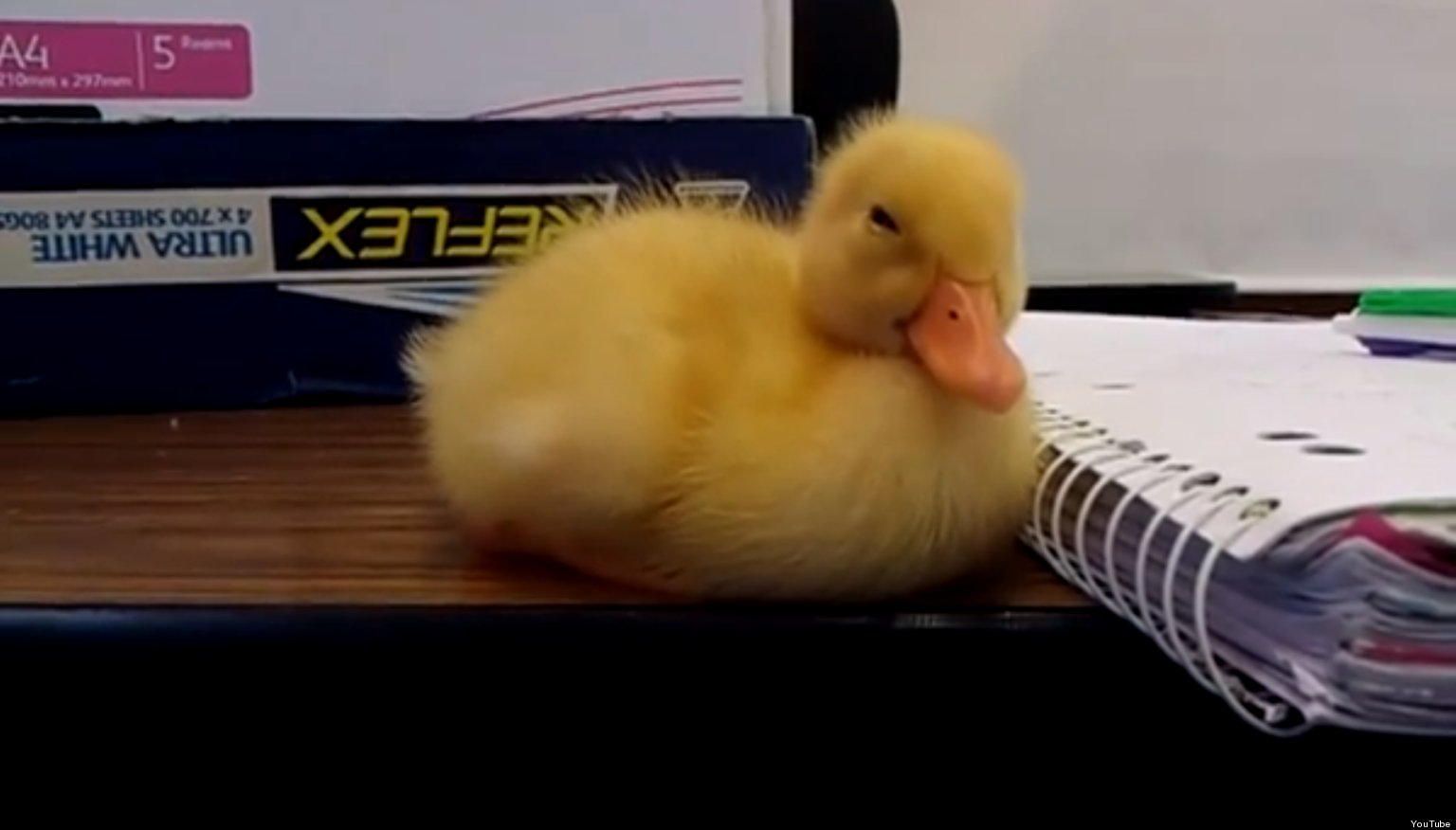 Baby Duck Can't Stay Awake (VIDEO) HuffPost UK