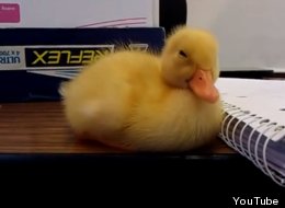 WATCH: Baby Duck Can't Stay Awake