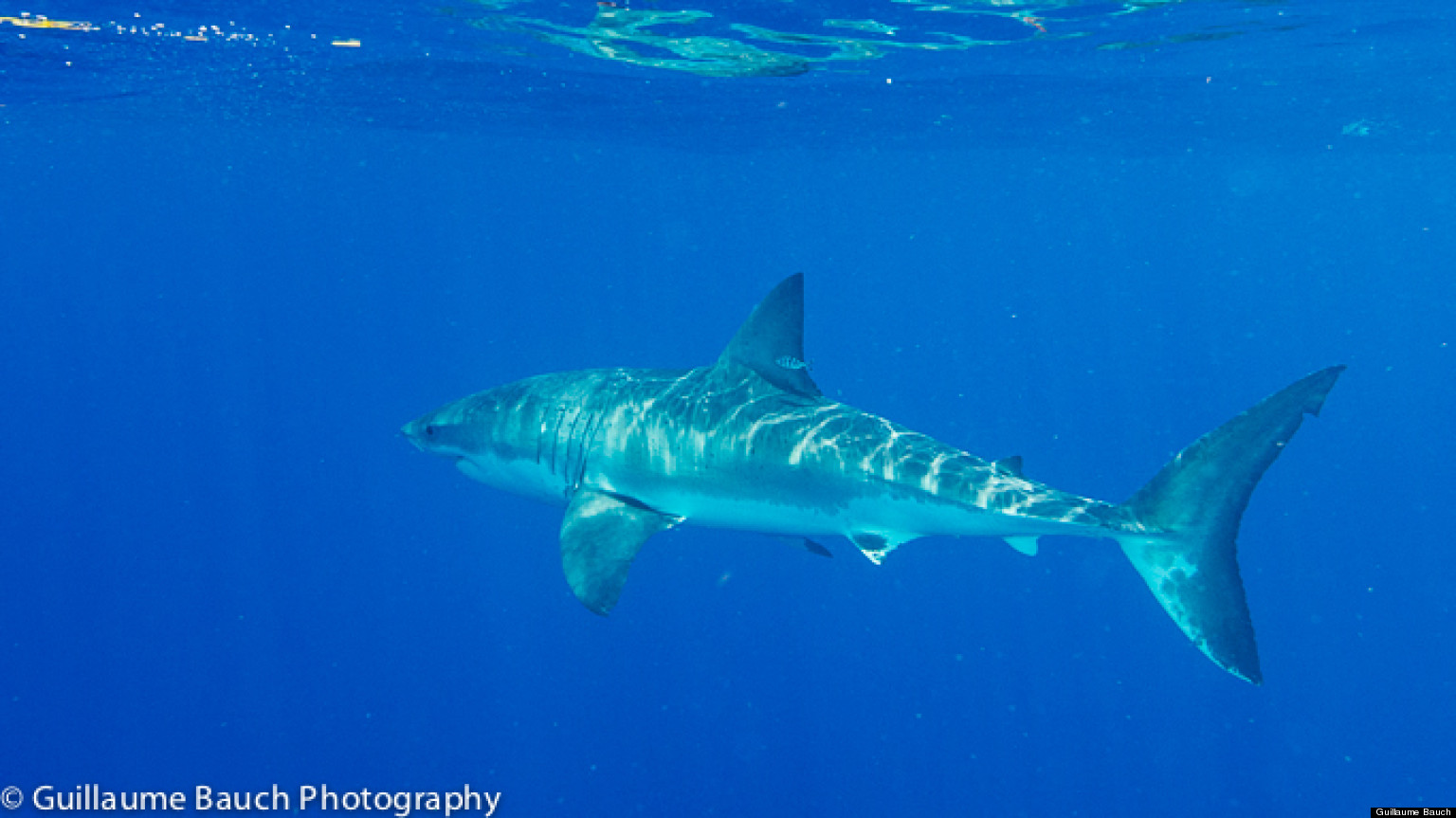 Photographer Guillaume Bauch Meets Great White Shark In Florida Keys