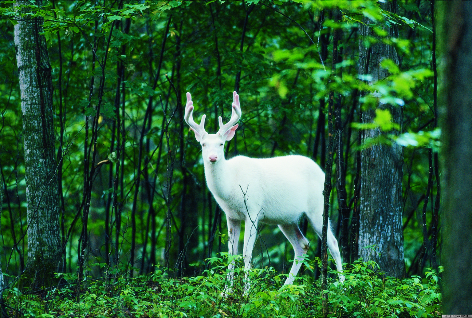'The Private Life Of Deer' Documentary Explores Rise Of