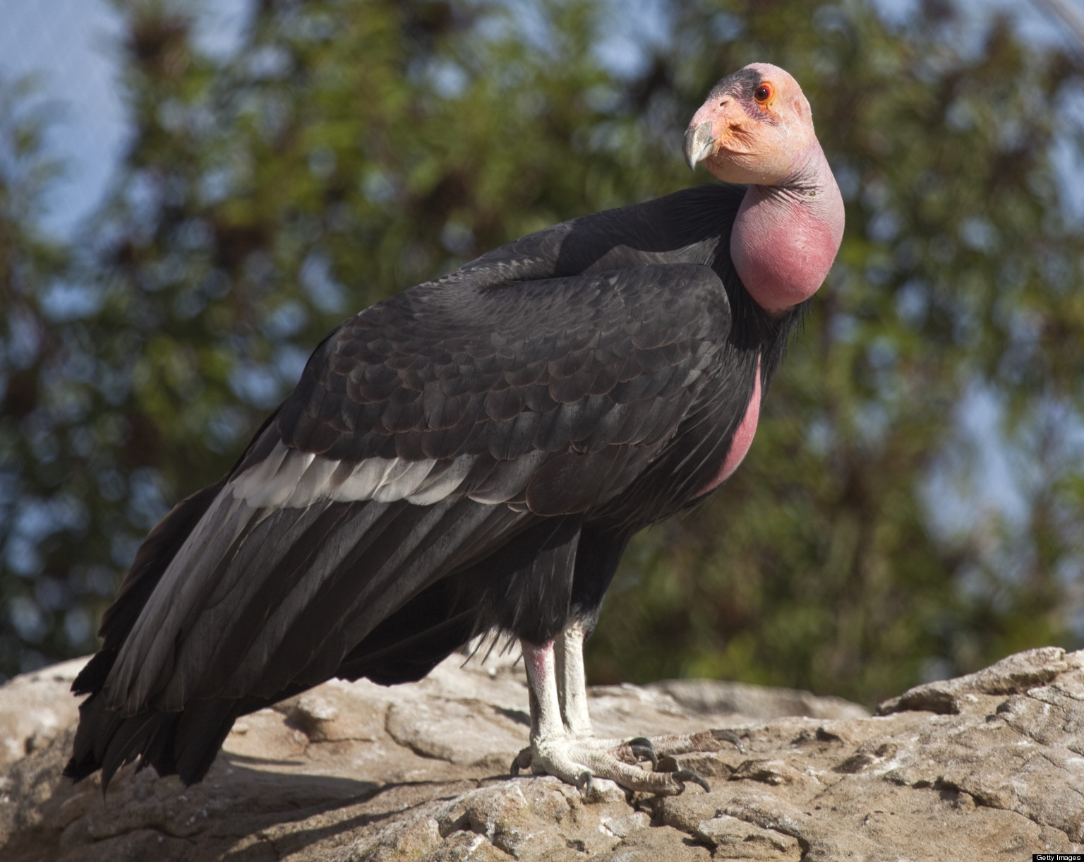 Will Lead Bullets Finally Kill Off The California Condor?