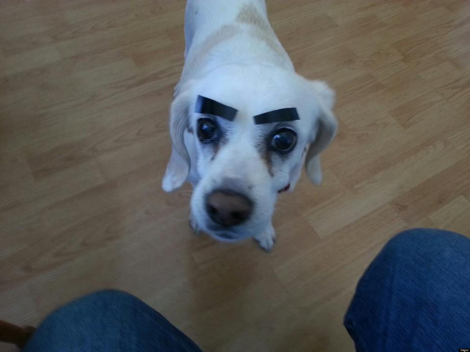 o-DOGS-WITH-EYEBROWS-facebook