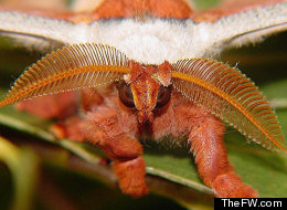 17 Ridiculously Cute Moths (Yes, Moths)