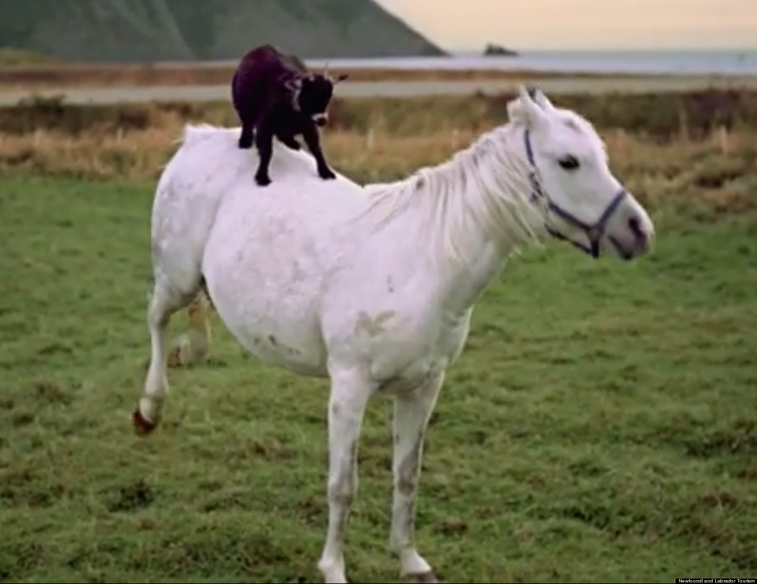 Goat On A Horse Ad Shows Off Newfoundland And Labrador's Unique Sights