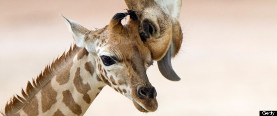 ANIMAL MOMS AND BABY