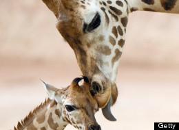 50 adorables bébés animaux et leur maman! (PHOTOS)
