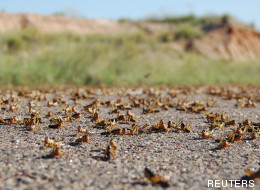 Une terrible invasion de criquets à Madagascar (PHOTOS)