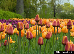 Idée de sortie: le festival des tulipes d'Ottawa bat son plein