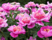 WATCH: Are 200 Flowers 
