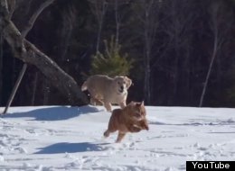 WATCH: 3.5 Minutes Of Extremely Happy Animals