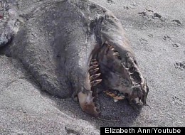 WATCH: New Zealand's Pukehina 'Sea Monster'