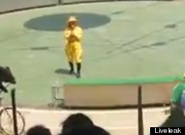 WATCH: Bear Eats Monkey As Circus Trick Ends In Bloodbath